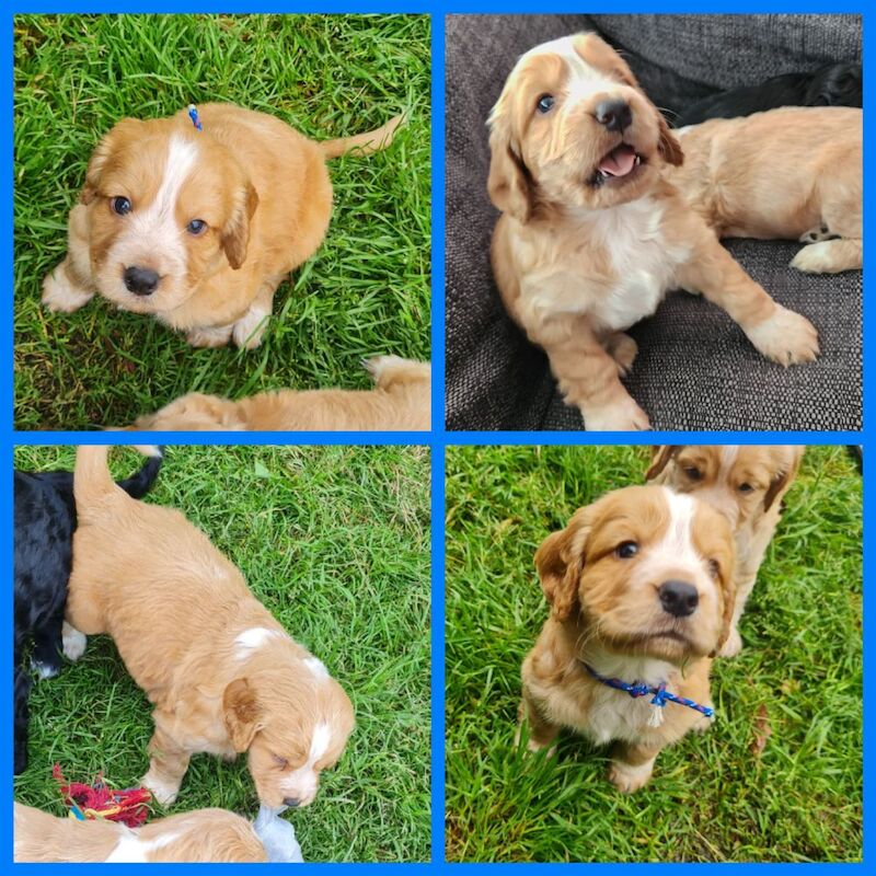 health tested working cocker spaniel pups for sale in Bromley, Bromley, Greater London - Image 5