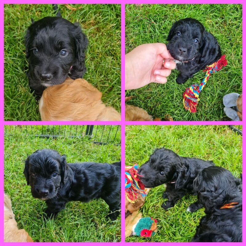 health tested working cocker spaniel pups for sale in Bromley, Bromley, Greater London - Image 6