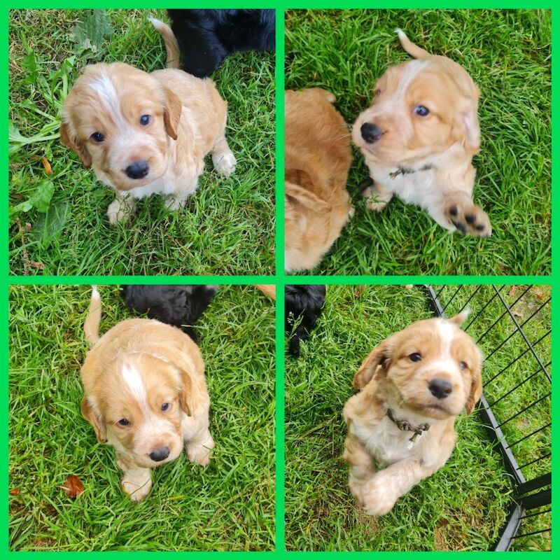 health tested working cocker spaniel pups for sale in Bromley, Bromley, Greater London - Image 7