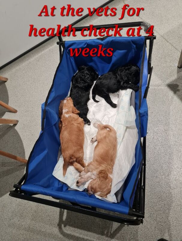 health tested working cocker spaniel pups for sale in Bromley, Bromley, Greater London - Image 8