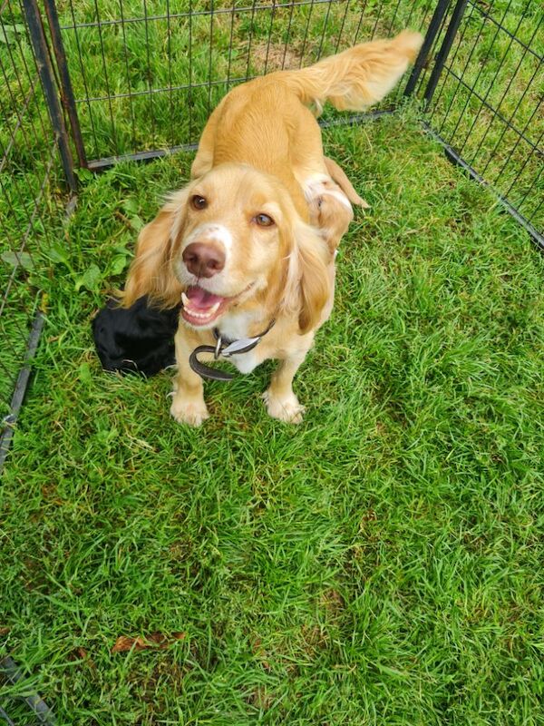 health tested working cocker spaniel pups for sale in Bromley, Bromley, Greater London - Image 9