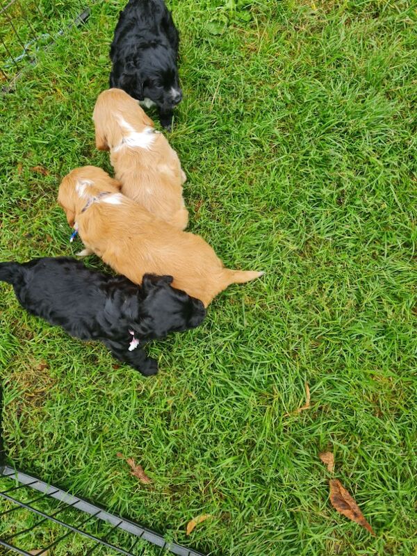 health tested working cocker spaniel pups for sale in Bromley, Bromley, Greater London - Image 10