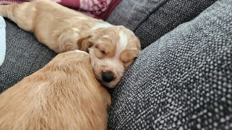 health tested working cocker spaniel pups for sale in Bromley, Bromley, Greater London - Image 12