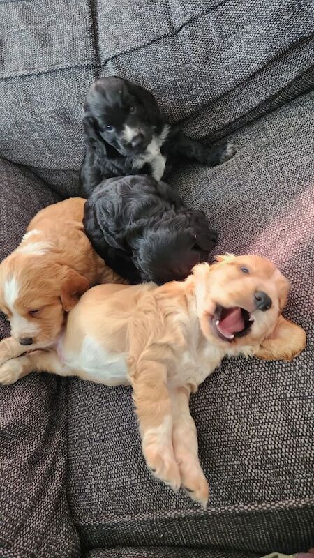 health tested working cocker spaniel pups for sale in Bromley, Bromley, Greater London - Image 13