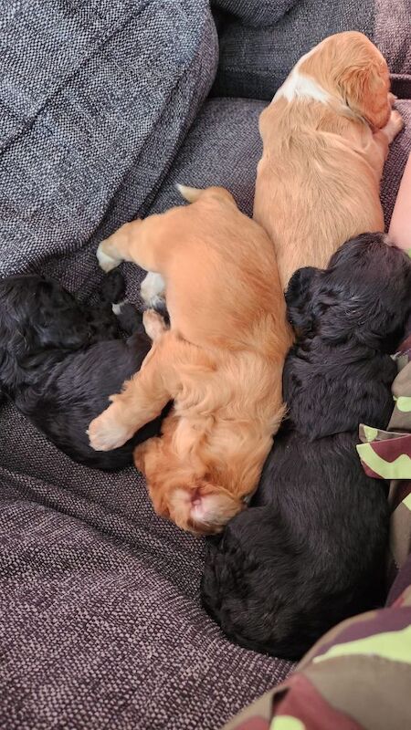 health tested working cocker spaniel pups for sale in Bromley, Bromley, Greater London - Image 14