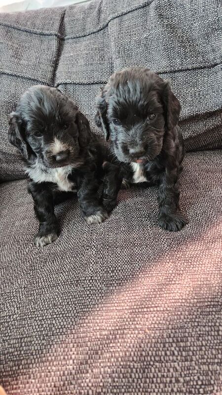 health tested working cocker spaniel pups for sale in Bromley, Bromley, Greater London - Image 15