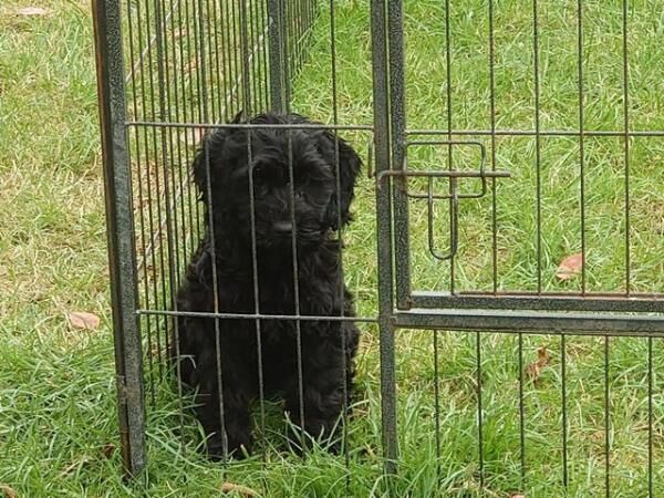 Fully Vaccinated F1 Cockerpoo Girl available for sale in Wakefield, West Yorkshire