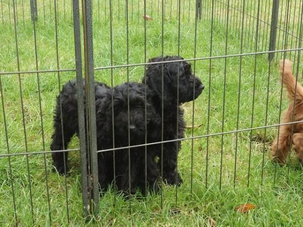 Fully Vaccinated F1 Cockerpoo Girl available for sale in Wakefield, West Yorkshire - Image 2