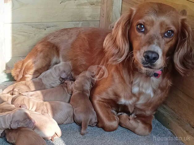 Georgous KC DNA clear cocker spaniels for sale in Sandwich, Kent