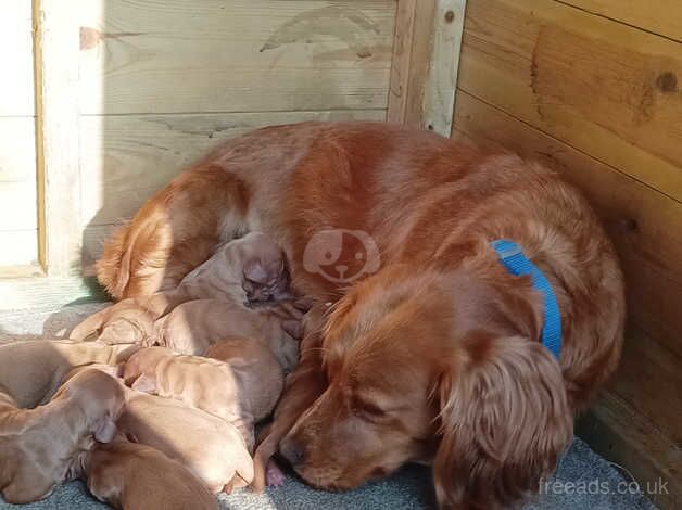 Georgous KC DNA clear cocker spaniels for sale in Sandwich, Kent - Image 2