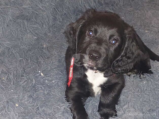 Girl cocker spaniel for sale in Bradford, West Yorkshire - Image 3