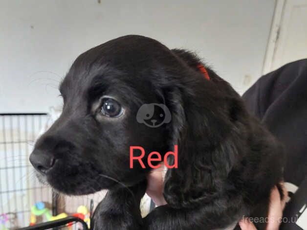 Girl cocker spaniel for sale in Bradford, West Yorkshire - Image 5