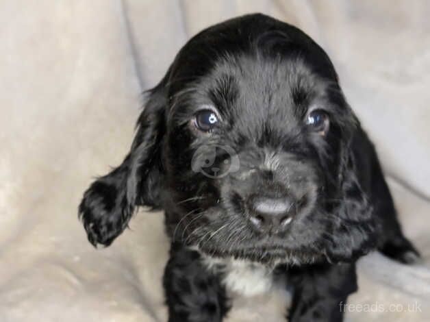 Girl Spaniel seeks forever home for sale in Carlisle, Cumbria