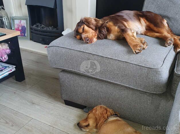 Golden Cocker Spaniel Bitch for sale in Doncaster, South Yorkshire - Image 4