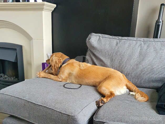 Golden Cocker Spaniel Bitch for sale in Doncaster, South Yorkshire - Image 5