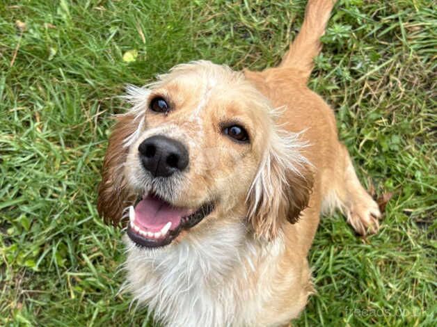 Golden cocker spaniel. Female. for sale in Alfreton, Derbyshire