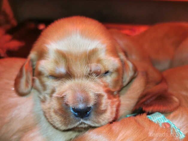 Golden cocker spaniel puppies for sale in Swansea, Swansea