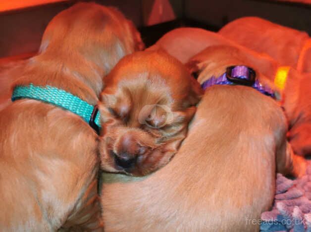 Golden cocker spaniel puppies for sale in Swansea, Swansea - Image 3