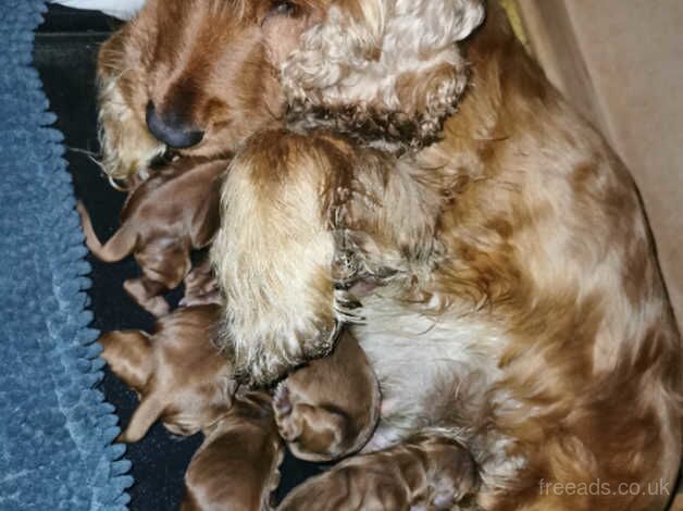 Golden cocker spaniel puppies for sale in Swansea, Swansea - Image 4