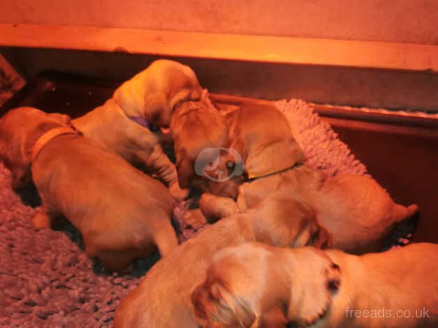 Golden cocker spaniel puppies for sale in Swansea, Swansea - Image 5