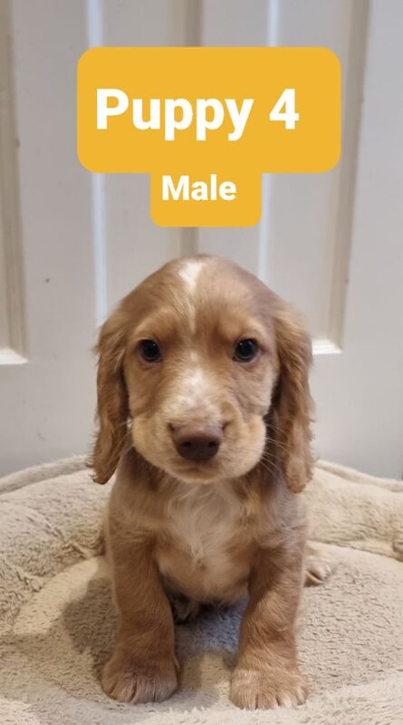 Golden & Golden/white working cocker spaniel puppies for sale. for sale in Bude, Cornwall