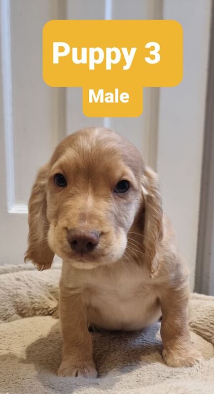 Golden & Golden/white working cocker spaniel puppies for sale. for sale in Bude, Cornwall - Image 2