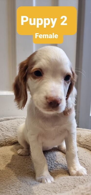 Golden & Golden/white working cocker spaniel puppies for sale. for sale in Bude, Cornwall - Image 3