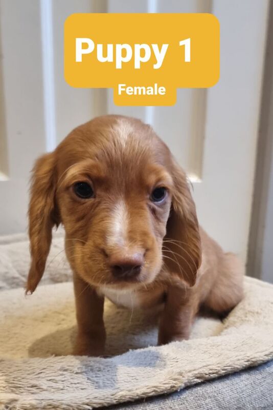 Golden & Golden/white working cocker spaniel puppies for sale. for sale in Bude, Cornwall - Image 4