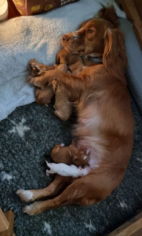 Golden & Golden/white working cocker spaniel puppies for sale. for sale in Bude, Cornwall - Image 5