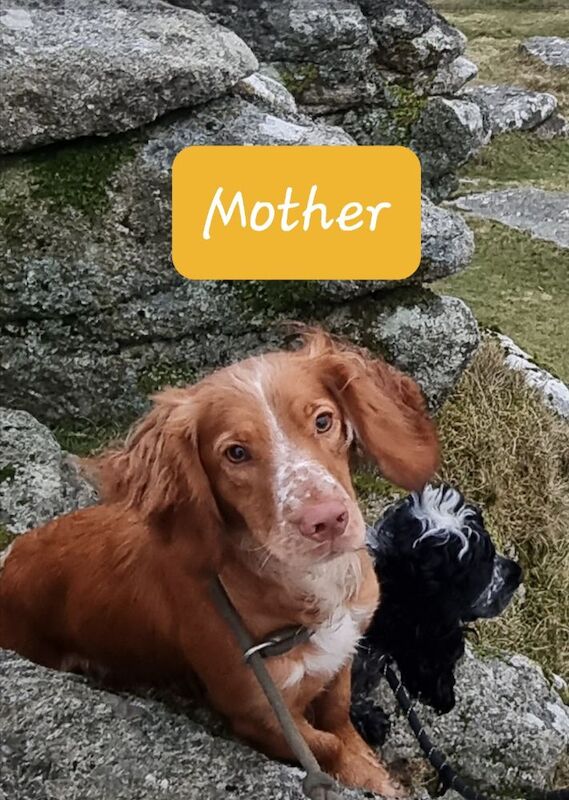 Golden & Golden/white working cocker spaniel puppies for sale. for sale in Bude, Cornwall - Image 6