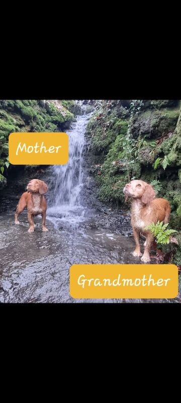 Golden & Golden/white working cocker spaniel puppies for sale. for sale in Bude, Cornwall - Image 8