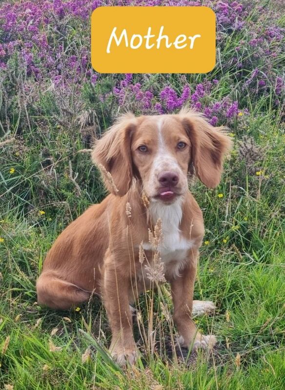 Golden & Golden/white working cocker spaniel puppies for sale. for sale in Bude, Cornwall - Image 9