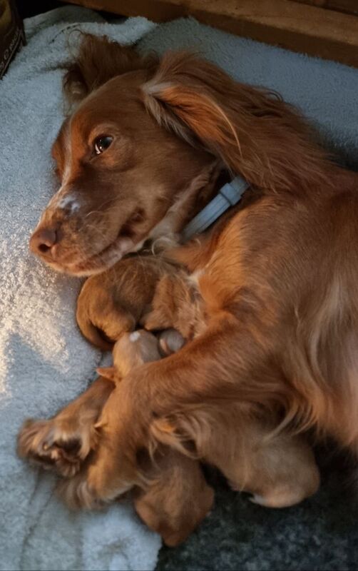 Golden & Golden/white working cocker spaniel puppies for sale. for sale in Bude, Cornwall - Image 10