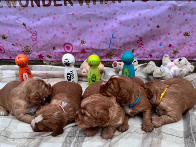 Golden red cocker spaniels for sale in Cambridgeshire