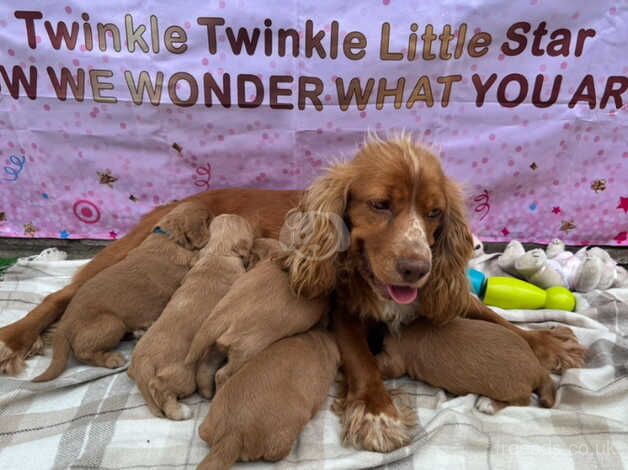 Golden red cocker spaniels for sale in Cambridgeshire - Image 2