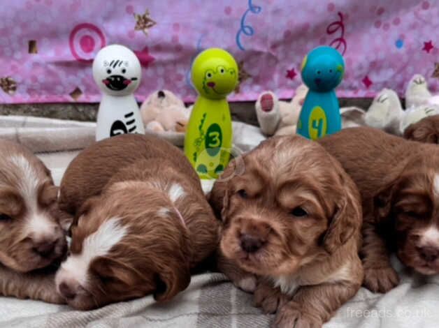 Golden red cocker spaniels for sale in Cambridgeshire - Image 3