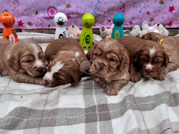 Golden red cocker spaniels for sale in Cambridgeshire - Image 4