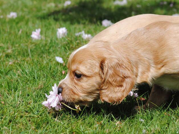 Golden Show Cocker Spaniels for sale in Llanybydder, Carmarthenshire