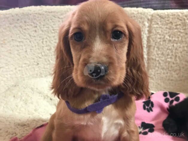 Golden show type cocker spaniel puppies for sale in Carmarthen/Caerfyrddin, Carmarthenshire