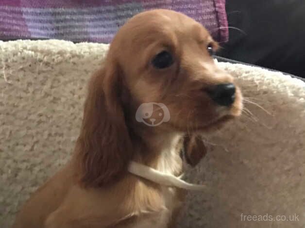 Golden show type cocker spaniel puppies for sale in Carmarthen/Caerfyrddin, Carmarthenshire