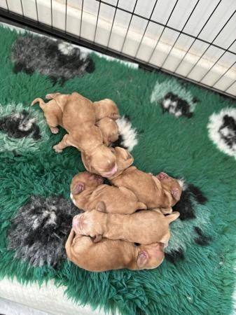 Golden Show type cocker spaniel pups for sale in Wales, South Yorkshire