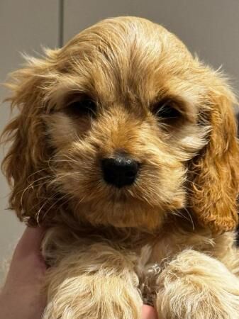 Gorgeous Cockapoo Pups ready to go from today - few left for sale in Ipswich, Suffolk - Image 1