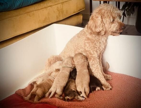 Gorgeous Cockapoo Pups ready to go from today - few left for sale in Ipswich, Suffolk - Image 2