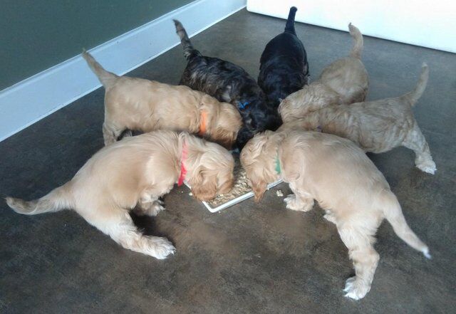 Gorgeous Cockapoo Pups ready to go from today - few left for sale in Ipswich, Suffolk - Image 3