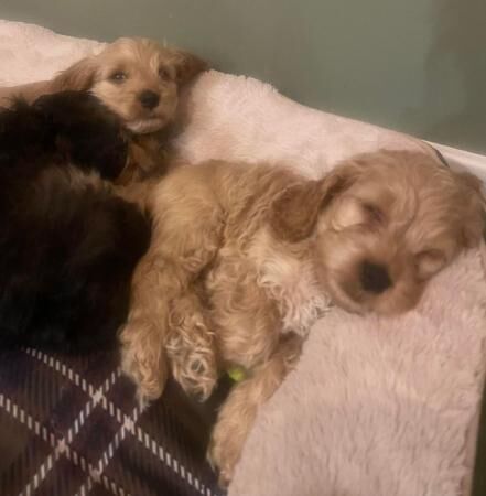 Gorgeous Cockapoo Pups ready to go from today - few left for sale in Ipswich, Suffolk - Image 4