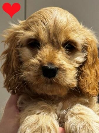 Gorgeous Cockapoo Pups ready to go from today - few left for sale in Ipswich, Suffolk - Image 5