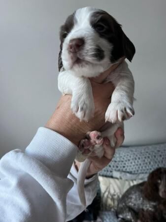 Gorgeous cocker spaniel boy ( 1 left !) for sale in Wilmslow, Cheshire