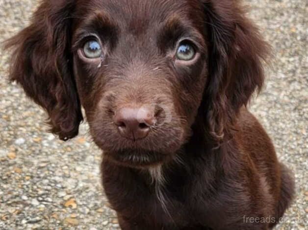 Gorgeous cocker spaniel girl for sale in Bordon, Hampshire