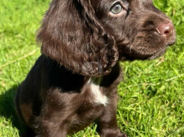 Gorgeous cocker spaniel girl for sale in Bordon, Hampshire - Image 2