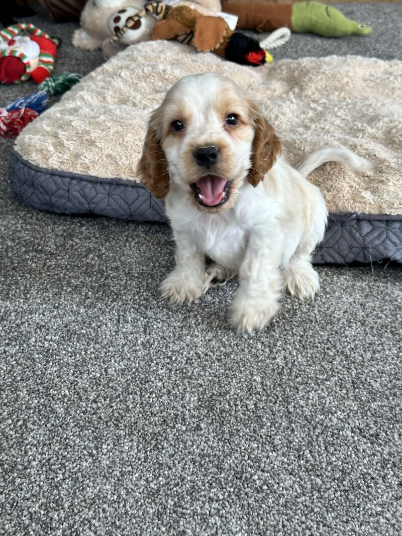 Gorgeous cocker spaniel puppies for sale in Ely, Cambridgeshire